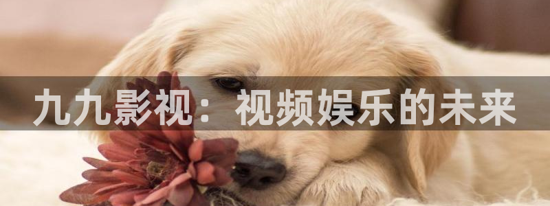 难哄电视剧免费观看西瓜影院：九九影视：视频娱乐的未来