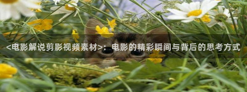 双面胶电视剧西瓜免费观看