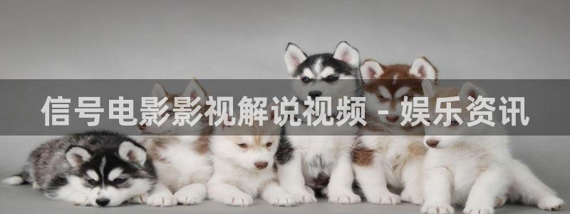 动物管理局电视剧免费观看西瓜：信号电影影视解说视频 - 娱乐资讯